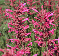 Agastache Cana flower seeds
