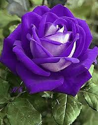 Violet Double flower seeds