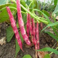 Pinto Bean Seeds