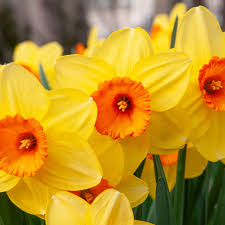 Yellow Orange flower seeds