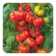 Costoluto Tomato Seeds for Planting – Heirloom Italian Tomato Seeds