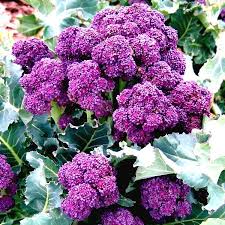 Purple Broccoli Seeds