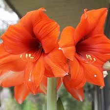 Orange Amaryllis flower seeds