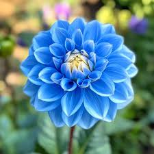 Dahlia Sky flower seeds