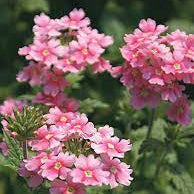 Baby Pink Verbena plant