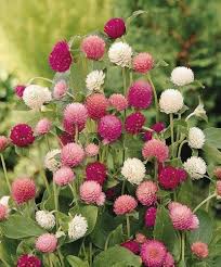 Gomphrena Globosa flower seeds