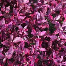 Purple Iresine flower seeds