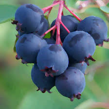Saskatoon Berry Seeds for Planting – Heirloom Non-GMO Garden Seeds