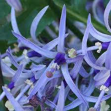 Blue Petromarula flower seeds