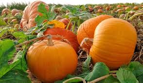 Mixed Pumpkin Seeds for Planting – Heirloom Garden Collection