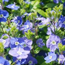 Creeping Speedwell flower seeds