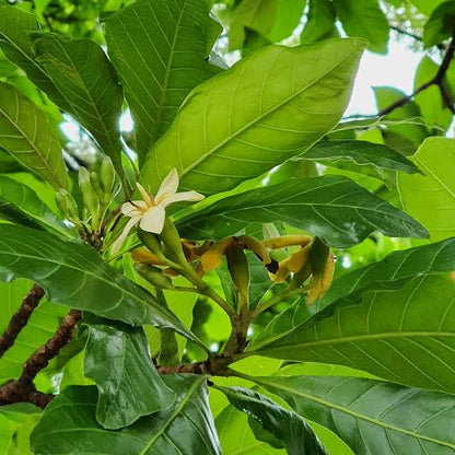Graines de fleurs de génipayer à petites feuilles à planter – Graines d’arbre génipayer tropical