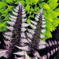 Violet Fern flower seeds