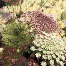 Dara Anne'S flower seeds