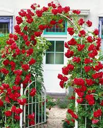 Climbing Rose flower seeds