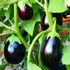 Black Eggplant Seeds