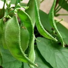 Lima Bean Seeds for Planting – Heirloom Non-GMO Garden Seeds