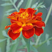 Red French Marigold plant