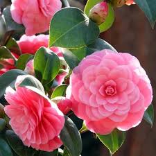 Camellia Japonica flower seeds