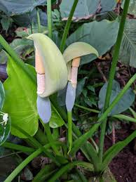 Alocasia Macrorrhiza flower seeds