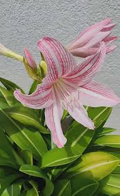 Pink Amaryllis flower seeds