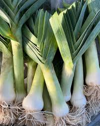 Saint Victor Leek Seeds