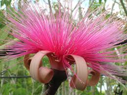 Ellipticum flower seeds