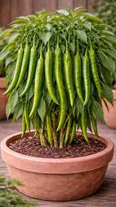 Green Bell Pepper Seeds for Planting – Heirloom Non-GMO Garden Seeds