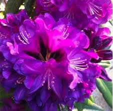 Purple Azalea flower seeds