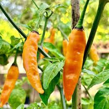 Aji Mango Pepper Seeds