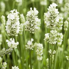 White Provence flower seeds