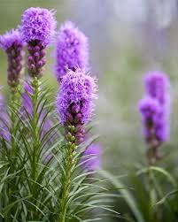 Prachtscharte flower seeds