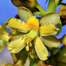 Caesalpinia Bonducella flower seeds