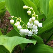 Lily Of flower seeds