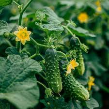 Edamame Soybean Seeds