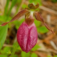 Pink Cypripedium flower seeds