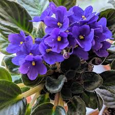 Violet Matthiola flower seeds
