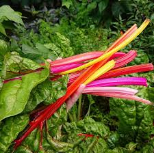 Rainbow Swiss Chard Seeds for Planting – Heirloom Non-GMO Garden Seeds