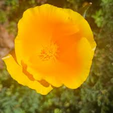 Yellow Eschscholzia flower seeds