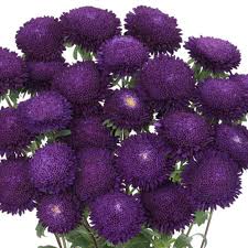 Dark Purple flower seeds