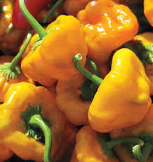 jamaican scotch bonnet seeds