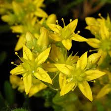 Yellow Sedum flower seeds