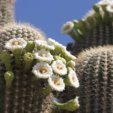 Arizona Desert flower seeds