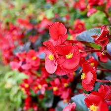 Fibrous Begonia flower seeds