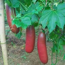Cassabanana Seeds