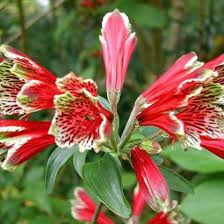 Red Alstroemeria flower seeds