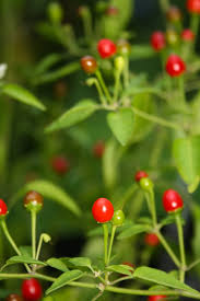 Pequin Pepper Seeds