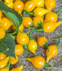 Yellow Biquinho Pepper Seeds
