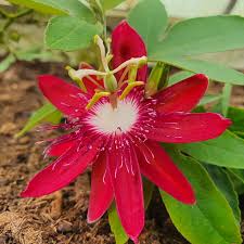 Passione flower seeds
