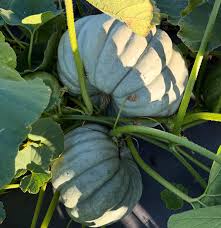 Triamble Pumpkin Seeds for Planting – Heirloom Non-GMO Garden Seeds